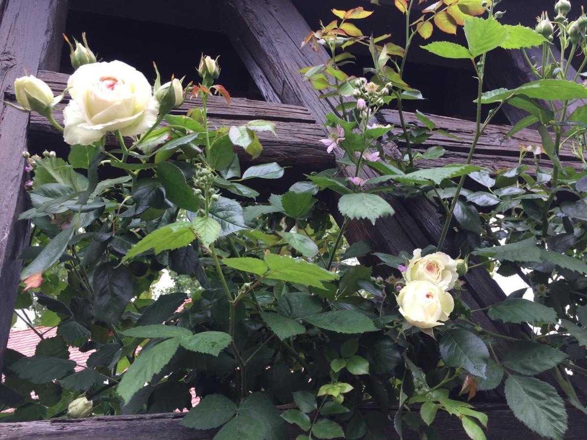B&B Le Lodge Bourgheim Εξωτερικό φωτογραφία